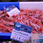 langoustines vivantes