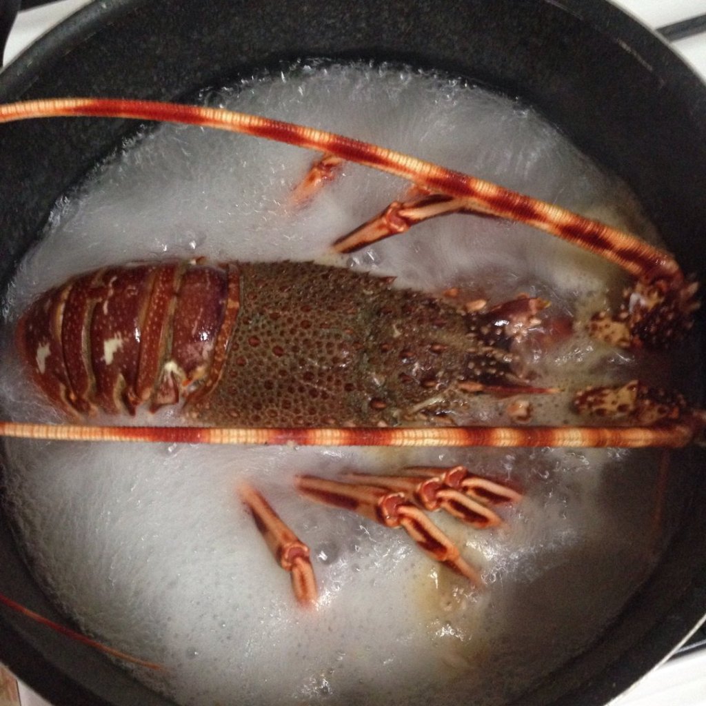 cuire une langouste vivante 