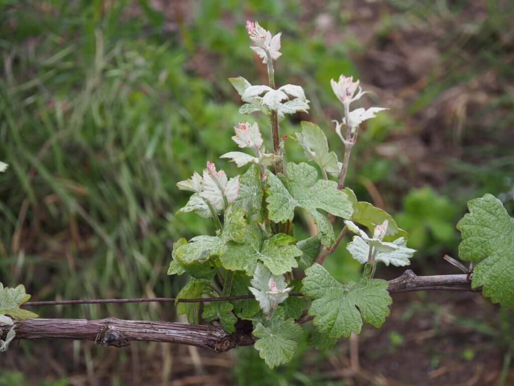 cep pinot meunier 