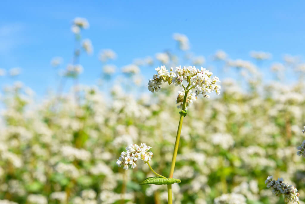 Blé noi ben fleur