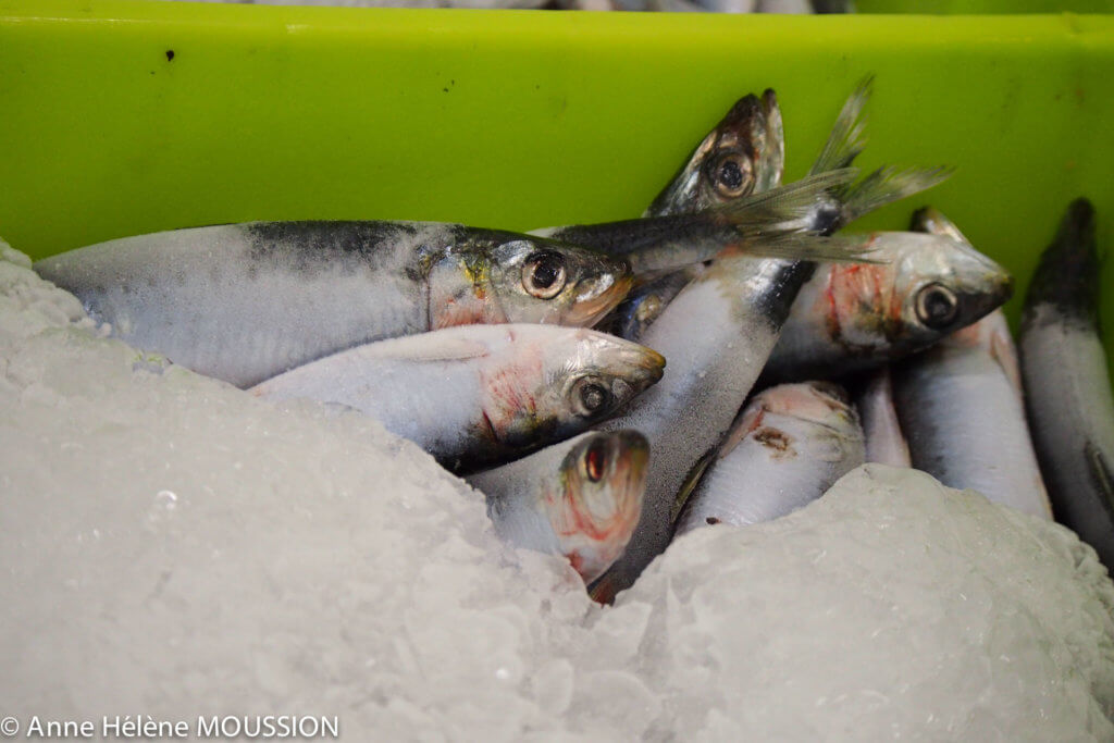 Arrivage des sardines 