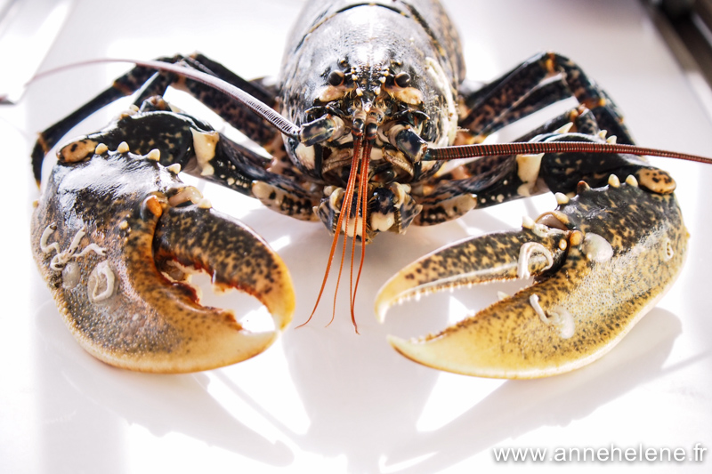 homard breton 