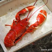 homard cuit au court bouillon