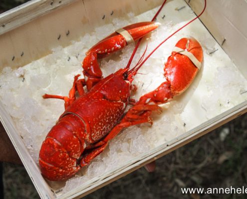 homard cuit au court bouillon