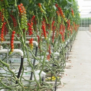 production d tomates sous abri