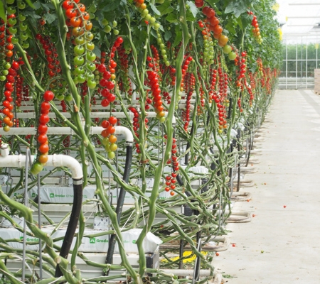 production d tomates sous abri