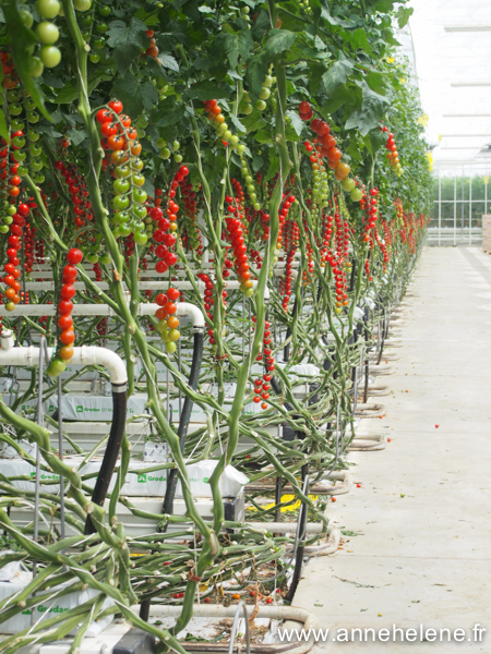 production d tomates sous abri