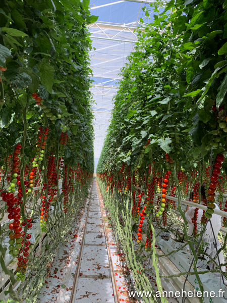 production d tomates sous abri 