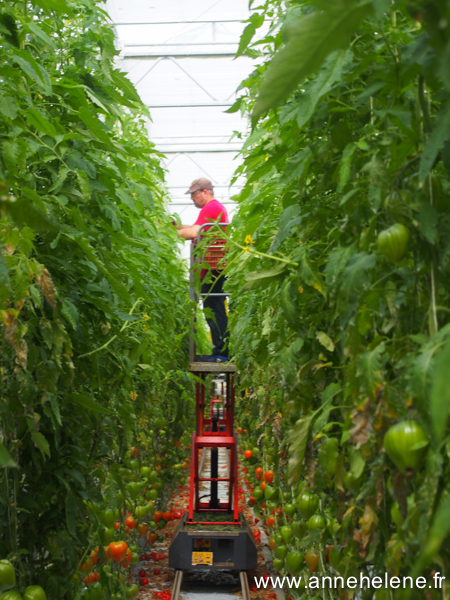 foret de tomate 