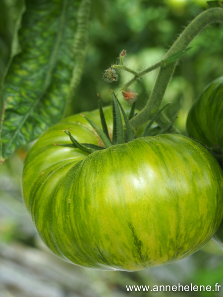 tomate zebra queen 