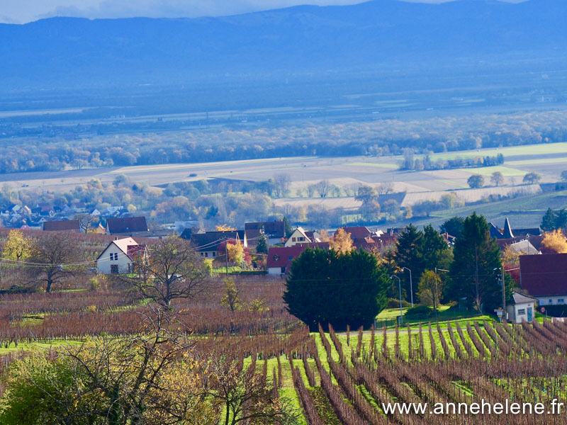 Vignes de la Maison Cattin